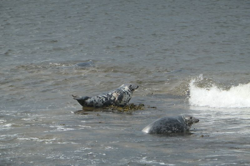 Seals playing on the rocks