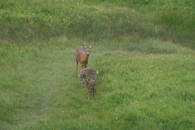 A deer with its fawns