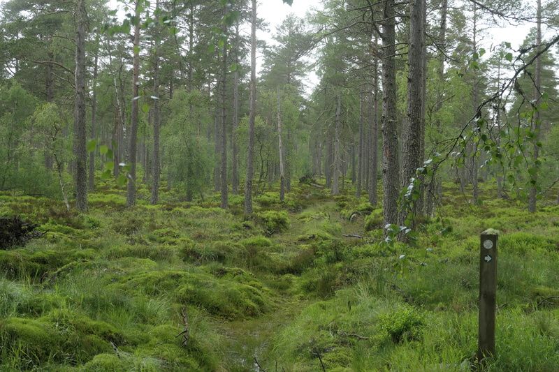 A view of the wooded section