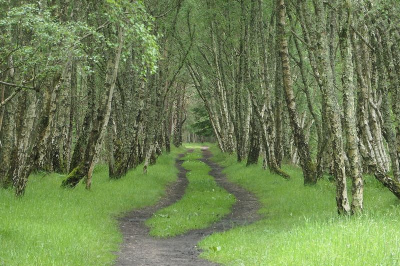 Trail through the forest